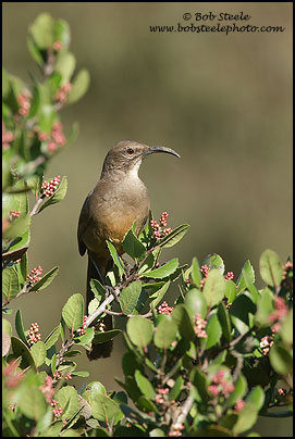 California Thrasher (Toxostoma redivivum)