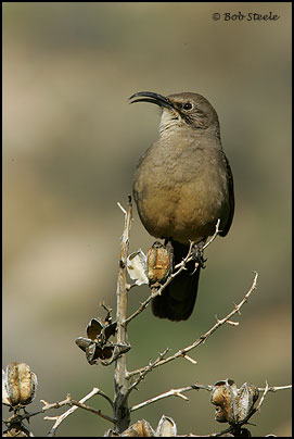 California Thrasher (Toxostoma redivivum)