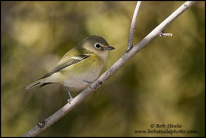Cassin's Vireo (Vireo cassinii)