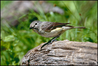 Cassin's Vireo (Vireo cassinii)