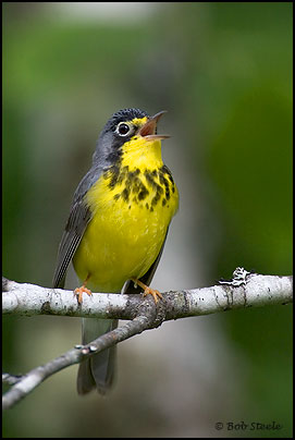 Canada Warbler (Wilsonia canadensis)
