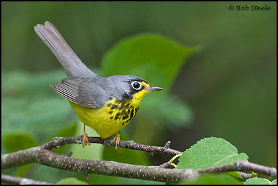 Canada Warbler (Wilsonia canadensis)