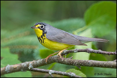 Canada Warbler (Wilsonia canadensis)