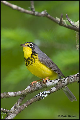 Canada Warbler (Wilsonia canadensis)