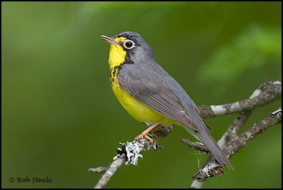 Canada Warbler (Wilsonia canadensis)