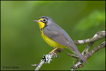 Canada Warbler (Wilsonia canadensis)