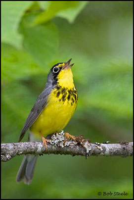 Canada Warbler (Wilsonia canadensis)