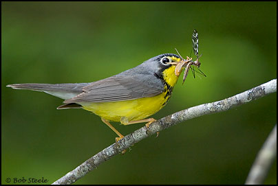 Canada Warbler (Wilsonia canadensis)
