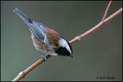 Chestnut-backed Chickadee (Poecile rufescens)