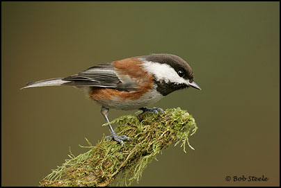 Chestnut-backed Chickadee (Poecile rufescens)