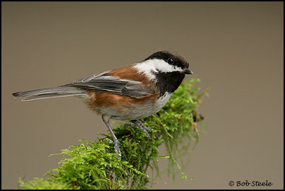 Chestnut-backed Chickadee (Poecile rufescens)