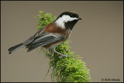 Chestnut-backed Chickadee (Poecile rufescens)