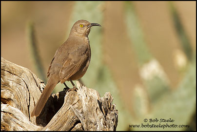 Curve-billed Thrasher (Toxostoma curvirostre)