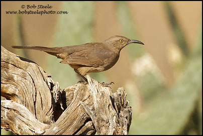 Curve-billed Thrasher (Toxostoma curvirostre)