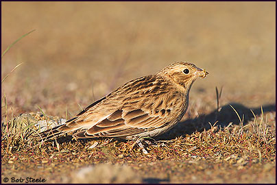 Chestnut-collared Longspur (Calcarius ornatus)