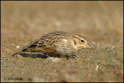 Chestnut-collared Longspur (Calcarius ornatus)