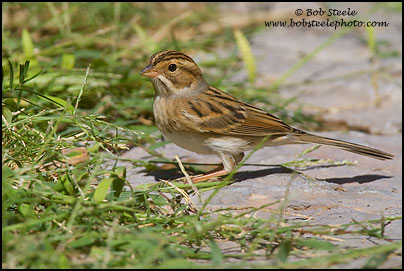 Clay-colored Sparrow (Spizella pallida)
