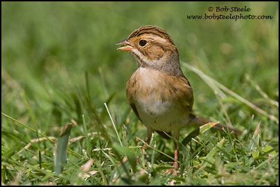 Clay-colored Sparrow (Spizella pallida)