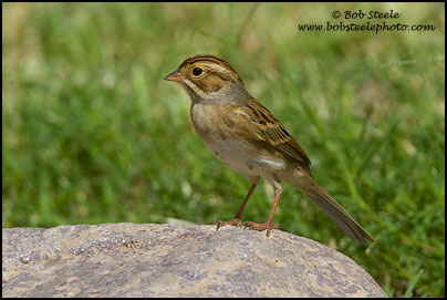 Clay-colored Sparrow (Spizella pallida)