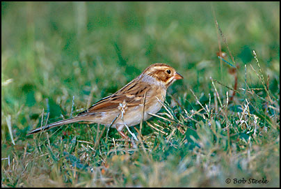 Clay-colored Sparrow (Spizella pallida)