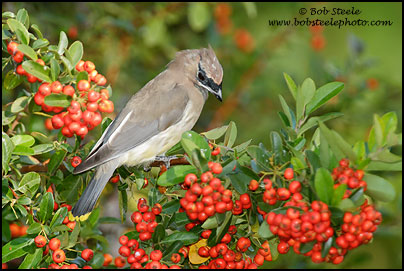 Cedar Waxwing (Bombycilla cedrorum)