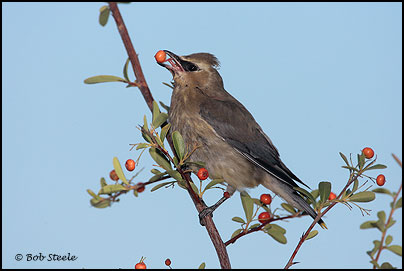 Cedar Waxwing (Bombycilla cedrorum)