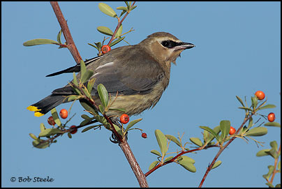 Cedar Waxwing (Bombycilla cedrorum)