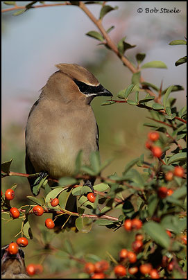 Cedar Waxwing (Bombycilla cedrorum)