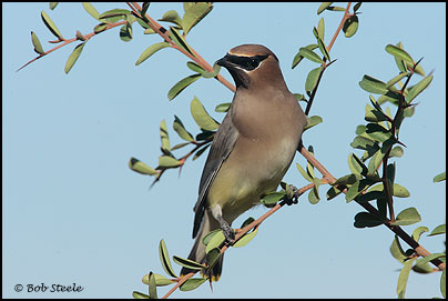 Cedar Waxwing (Bombycilla cedrorum)