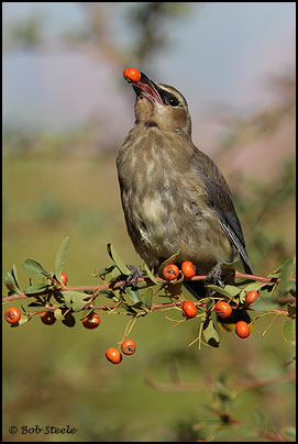 Cedar Waxwing (Bombycilla cedrorum)