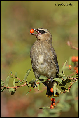 Cedar Waxwing (Bombycilla cedrorum)