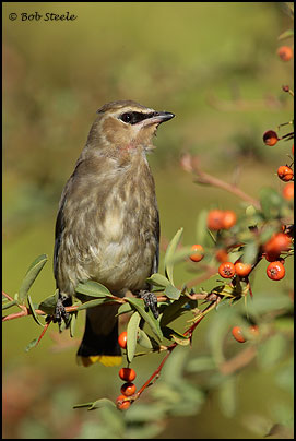 Cedar Waxwing (Bombycilla cedrorum)