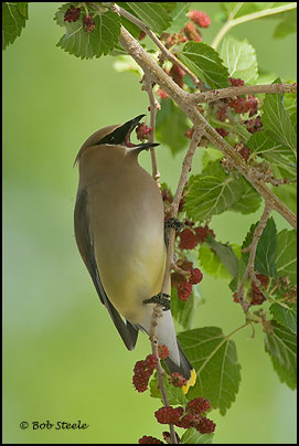Cedar Waxwing (Bombycilla cedrorum)