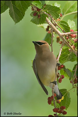 Cedar Waxwing (Bombycilla cedrorum)