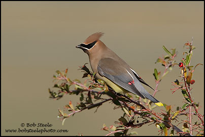 Cedar Waxwing (Bombycilla cedrorum)