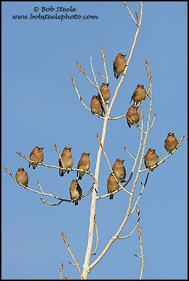Cedar Waxwing (Bombycilla cedrorum)