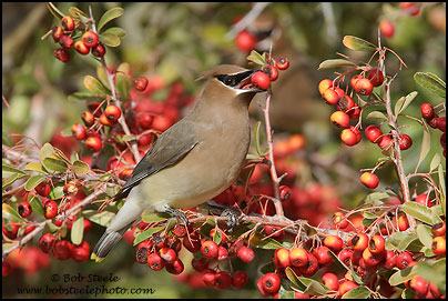 Cedar Waxwing (Bombycilla cedrorum)