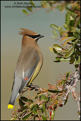 Cedar Waxwing (Bombycilla cedrorum)