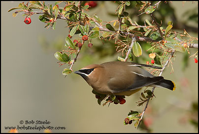 Cedar Waxwing (Bombycilla cedrorum)