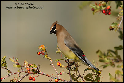 Cedar Waxwing (Bombycilla cedrorum)