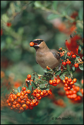 Cedar Waxwing (Bombycilla cedrorum)