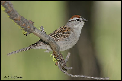 Chipping Sparrow (Spizella passerina)