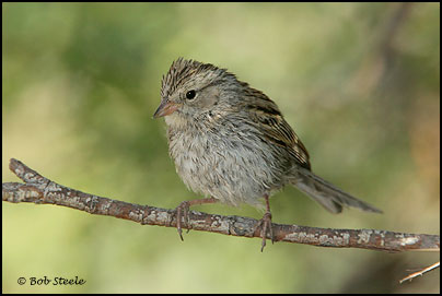 Chipping Sparrow (Spizella passerina)