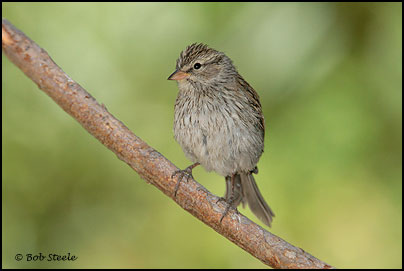 Chipping Sparrow (Spizella passerina)