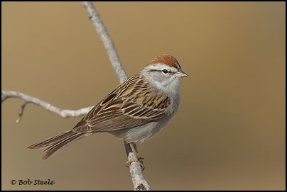 Chipping Sparrow (Spizella passerina)