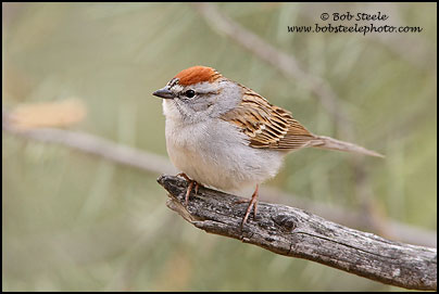 Chipping Sparrow (Spizella passerina)