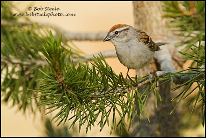 Chipping Sparrow (Spizella passerina)