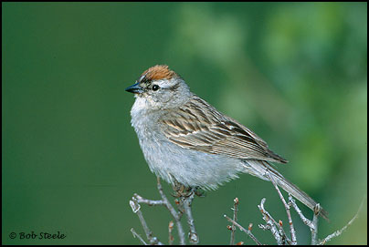 Chipping Sparrow (Spizella passerina)
