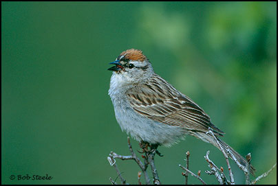 Chipping Sparrow (Spizella passerina)
