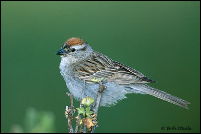 Chipping Sparrow (Spizella passerina)